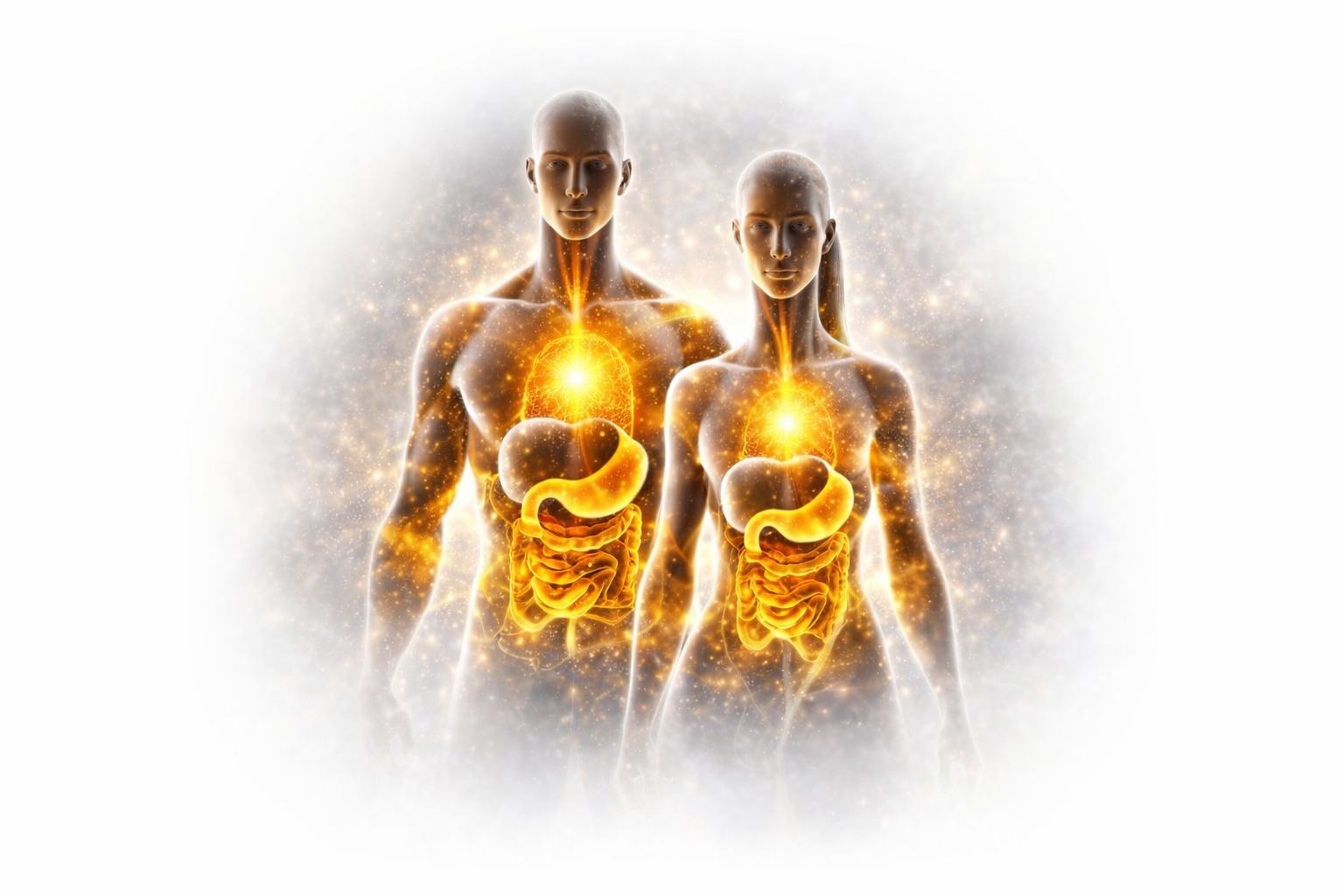 Pure Labs scientific digestive system illustration